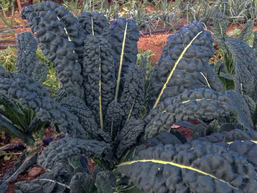 500 semillas de col rizada lacinato toscana negra para plantar, también conocido como dinosaurio Kale Heirloom No GMO 1.75+ gramos de supervivencia
