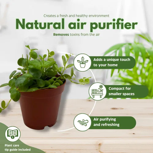 Vista 8 de BubbleBlooms Cadena de tortugas en una maceta de 2 pulgadas Peperomia Prostrata