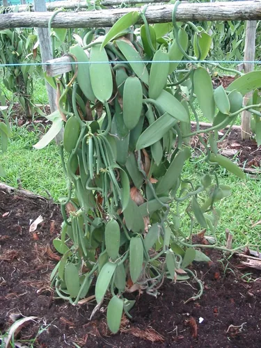 Vista 4 de Vanilla Products USA Granos de vainilla bourbon de grado B de extracto de Madagascar de 2 onzas de 4 a 5 pulgadas