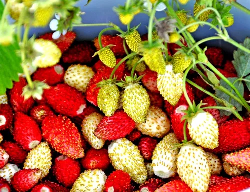Vista 6 de Seeds Wild Alpine Strawberry Red & Yellow Seed Mix 100 Seeds for Planting Perennial Non-GMO