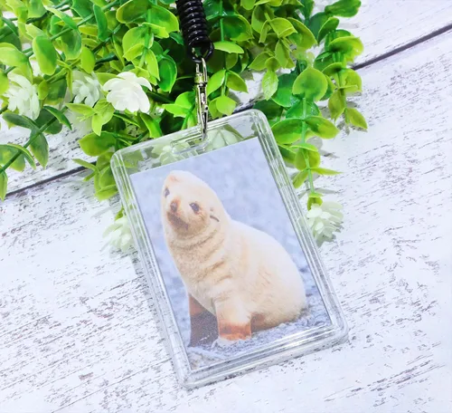 Vista 6 de Mini Skater Juego de 3 fundas acrílicas para tarjetas, con resorte elástico en espiral, llavero de plástico duro transparente, protector para Bobina