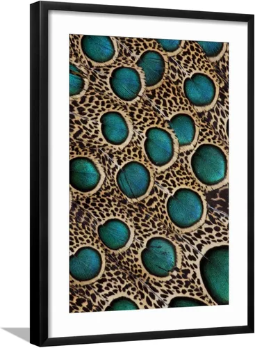 Vista 8 de ART.COM Darrell Gulin - Póster enmarcado para pared, plumas de pavo real malayo con círculos azules por Darrell Gulin, decoración de animales, 12 x