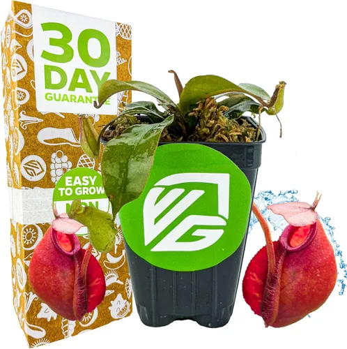 Vista 9 de Planta de jarra St. Gaya - Nepenthes carnívora de Wellspring Gardens - Jarrones únicos, fácil cuidado, planta de interior, impresionante planta