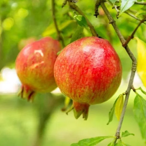 Vista 3 de Granada Punica granatum 'Sweet' – Árbol de granada súper dulce