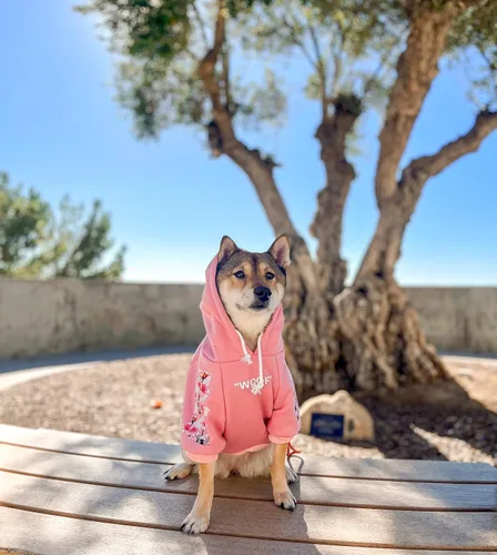 Vista 4 de ChoChoCho Woof - Sudadera con capucha para perro, sudaderas con capucha de perro de diseño para razas pequeñas, medianas y grandes, sudaderas