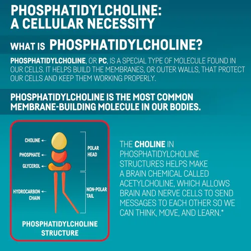 Vista 7 de Kori Krill Excel Krill Oil 1000mg Suplementos con EPA y DHA, fórmula de PC de alto rendimiento para máxima absorción, fuente sin OMG, 50 cápsulas
