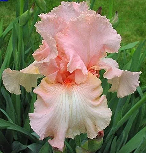 Beverly Sills, colorido barbudo REBLOOMING IRIS (1) rizoma/bulbo/raíz listo para plantar ahora