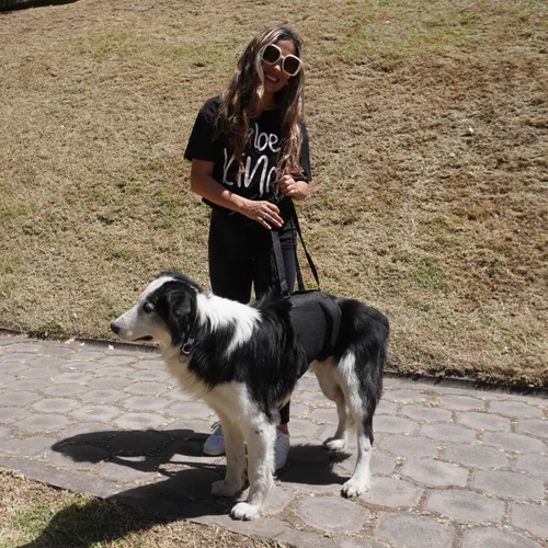 Vista 6 de AGON Arnés canino para perro con soporte para patas traseras, cadera y rodillera, arnés para ayudar a levantar la espalda de los perros y el viejo