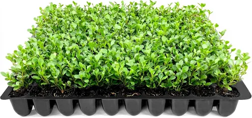 Wintergreen Boj | 10 plantas vivas | Buxus Microphylla | Arbusto de hoja perenne, follaje denso, jardín formal, bajo mantenimiento, seto de