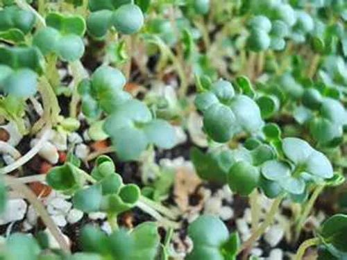 Vista 5 de Semillas de brócoli sin OMG para brotar brotes Microgreens (2 onzas de Pure Seed). Marca Country Creek LLC.