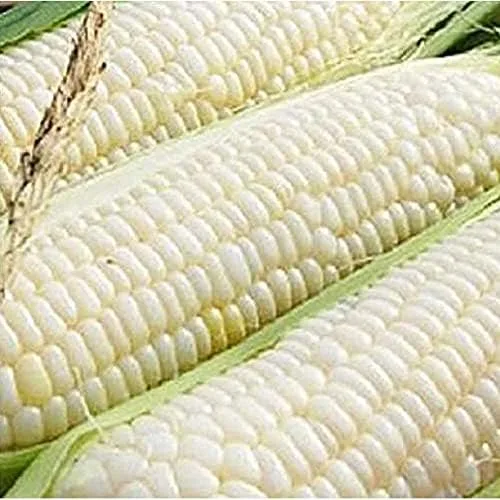Ohio Heirloom Silver Queen Sweet Corn Seeds - Planting Excellence with 50+ Premium Seeds for Your Garden, Non-GMO, and USDA Certified - Start