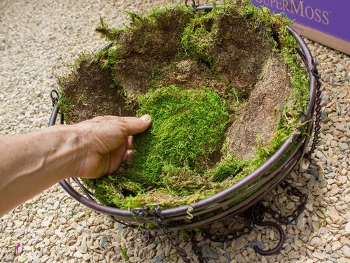 Vista 2 de Super Moss 21513 - Musgo conservado de hojas, verde fresco, 16 onzas