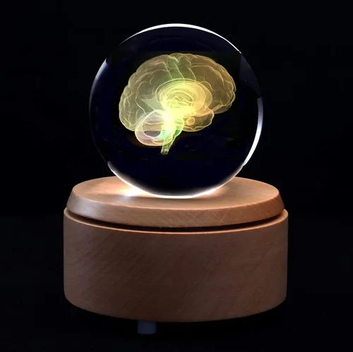 Vista 4 de Pisapapeles modelo anatómico del cerebro humano 3D (grabado con láser) en regalo de ciencia de bola de cristal (base LED incluida)