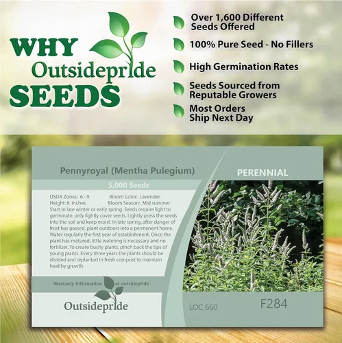 Vista 5 de Outsidepride 10000 semillas perenne Mentha Pulegium Pennyroyal hierba jardín semilla para plantar