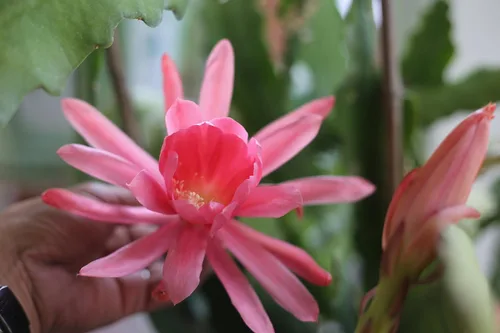 Orquídea 8"-10" Planta de corte fresca Reina de la noche Cactus RIC Rac (rosa)
