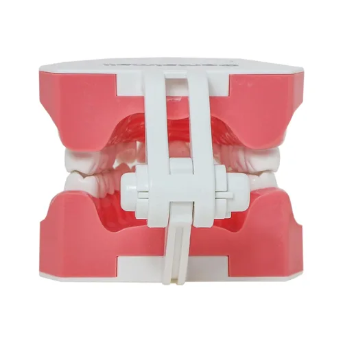 Vista 8 de Modelo dental Cepillado Hilo dental Práctica Dientes Typodonts Modo Gingiva Visible Demostración anatómica Enseñanza Estudiar Tamaño estándar