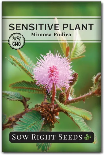 Sow Right Seeds - Semillas de planta sensible Mimosa Pudica para plantar - Semillas reliquia sin transgénicos fáciles de cultivar Toca-me-Not