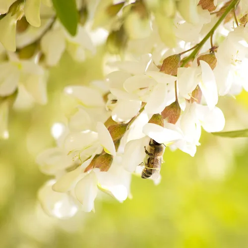 Vista 3 de Sanniti Fulmer - Miel de acacia húngara natural, 17.64 onzas, (paquete de 2)