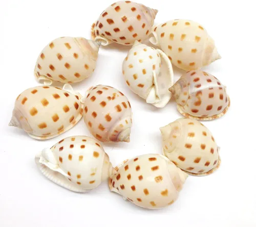 Vista 6 de PEPPERLONELY 12 conchas marinas de caracol marrón surcado, decoración de playa y manualidades, 1-1/2 pulgadas ~ 2 pulgadas