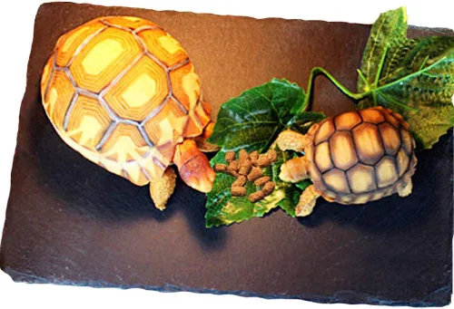 Vista 9 de Tfwadmx Plataforma para tomar el sol de reptiles, plato de alimentación de tortuga, cuenco de comida de reptiles de roca natural, decoración