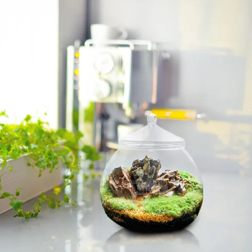 Vista 7 de Angoily Terrario de vidrio, tarros grandes transparentes con tapa, florero de terrario para plantas