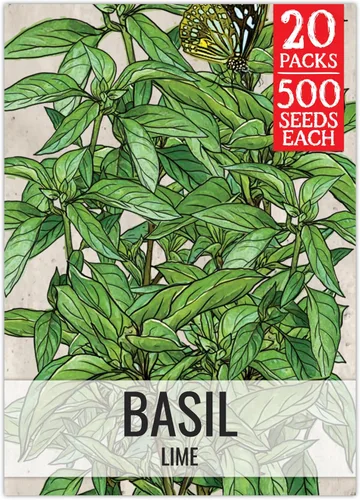Vista 28 de Seed Needs Semillas de albahaca italiana para plantar hierbas tradicionales sin OMG, 1 paquete