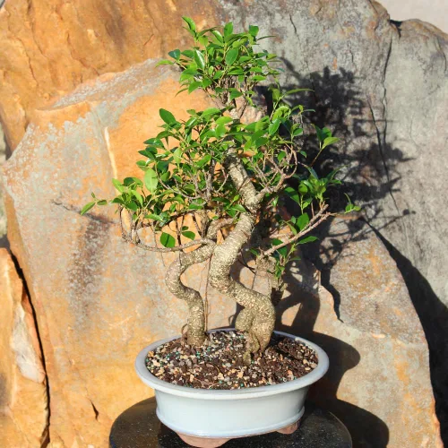 Vista 13 de Brussel's Bonsai - Árbol bonsái para interiores, M