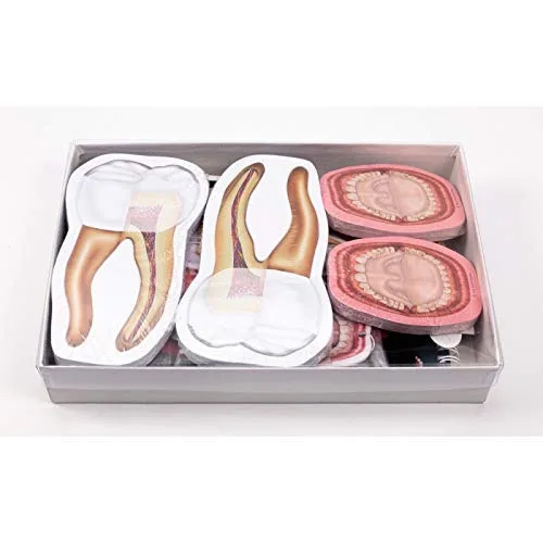 Vista 2 de Dentista Higienista Asistente Dental Estudiante Paquete de Regalo de 19 Piezas