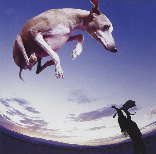 FLYING DOG