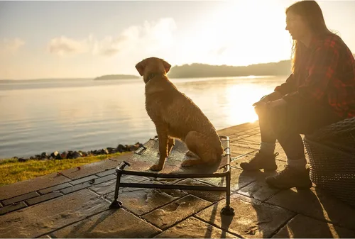 Vista 10 de Momarsh Cuna elevada para perros con almohadilla suave lavable y marco plegable para viajes y uso doméstico Cuna todo en uno con pies