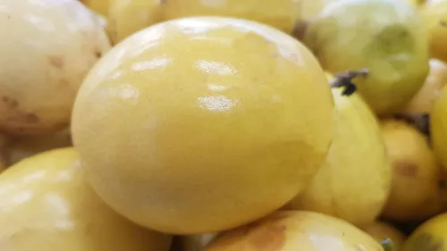 Rare Yellow Passion Flower Fruit 10 Semillas Mariposas Amor Flores Exóticas Groundcover o Enrejado Vine Passiflora edulis VAR flavicarpa