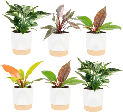 Vista 15 de Costa Farms - Planta interior, filodendro de hoja partida, monstera deliciosa