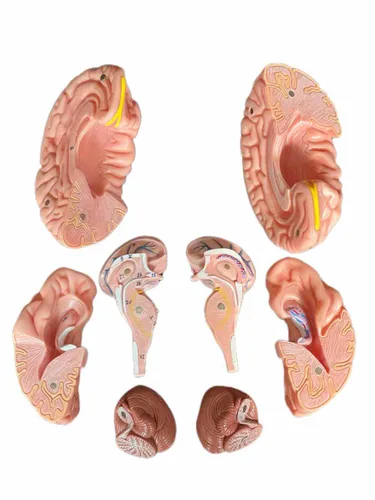 Vista 9 de Wellden Medical Anatomical Human Classic Modelo de calavera transparente 3 piezas con modelo cerebral de 8 partes, tamaño real