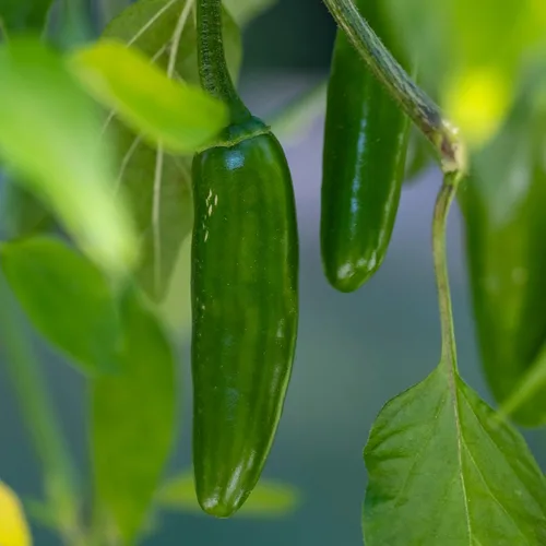 Vista 2 de Seed Needs, Semillas de pimiento picante Serrano, 60 semillas tradicionales para plantar Capsicum annuum, sin OMG y sin tratar, deliciosos chiles