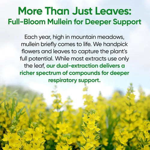 Vista 6 de Fidus Café de hongos con adaptógenos + gotas de gordolobo para apoyo pulmonar e inmunológico, mezcla 16 en 1 con ashwagandha y 7 extractos