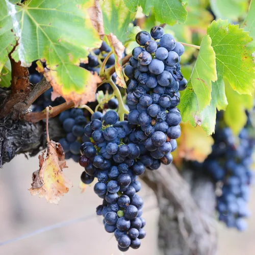 Vista 3 de 1 enredadera de uva azul para plantar al aire libre, planta de uva Concord viva, a raíz desnuda de 1 a 2 años, frutas de uva dulces