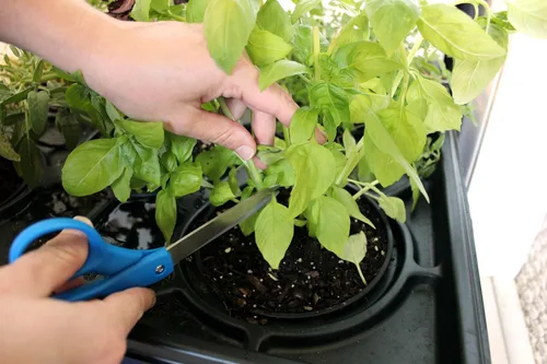 Vista 7 de Emsco Grupo Bountiful caja de cultivo, cama elevada para cosechar, maceta hidrofónica, no eléctrica