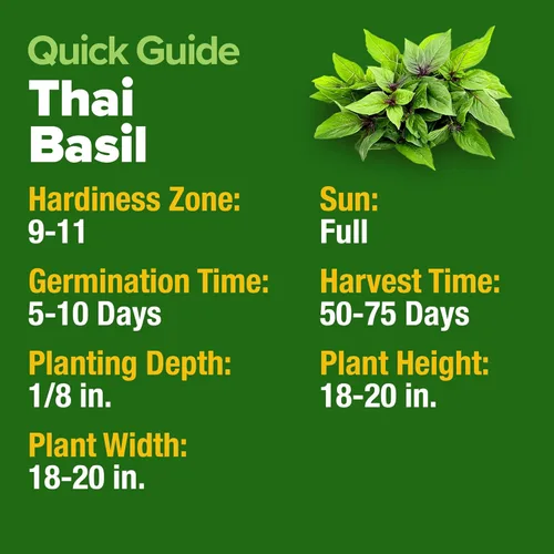 Vista 6 de HOME GROWN Paquete de semillas de albahaca tailandesa – 876 semillas de hierbas tradicionales de alta germinación para plantar, ideal para cultivar