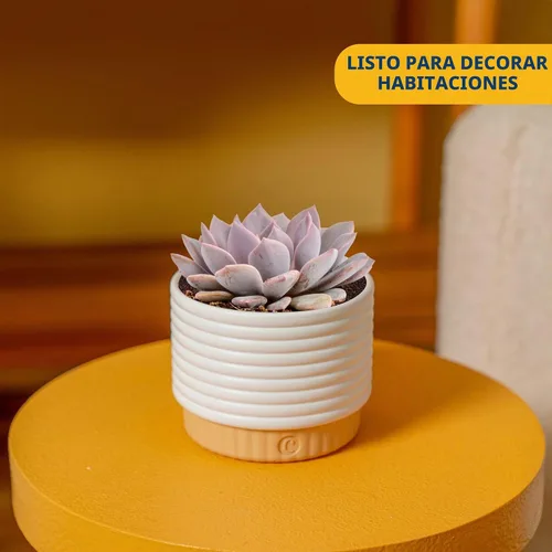 Vista 2 de Costa Farms - Suculentas