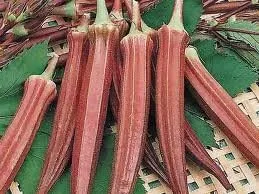 Vista 2 de Okra Red Borgoña Great Heirloom Vegetable By Seed Kingdom Bulk Semillas de 1 libra