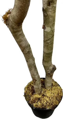 Vista 9 de Cypress & Alabaster Árbol artificial de hoja de olivo negro italiano hecho a mano de 4 pies con troncos de madera real de origen ético