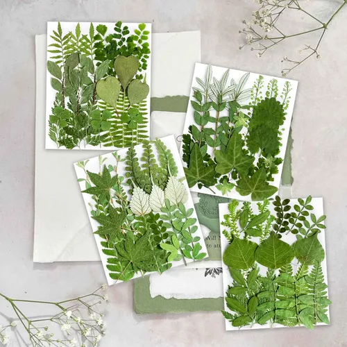 Vista 2 de 84Pcs Real Natural Dried Pressed Flowers & Green Leaves for DIY Crafts, Resin, Scrapbooking, Frame Decor + 4 Packs + Tweezers