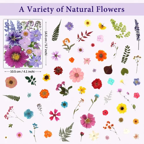 Vista 3 de 320 piezas de flores secas prensadas para manualidades de resina Multicolor 320 piezas