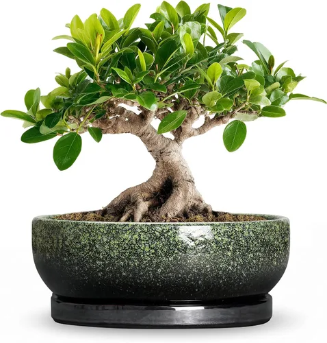 Vista 32 de Succulent Pots, 6 Inch Ceramic Bonsai Pots with Saucer, Blue