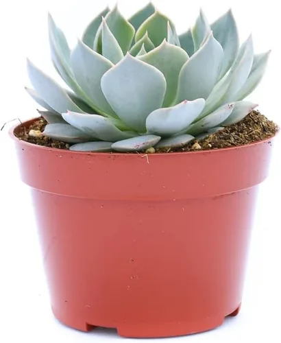Vista 3 de Planta suculenta Echeveria viva - Suculenta Echeveria de 4 pulgadas (Echeveria Branco)