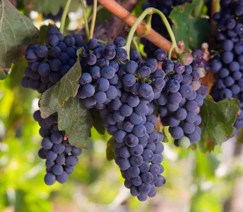 Vista 6 de California pasas orgánicas, 2 libras – Thompson Seedless Select, secado al sol, sin OMG, Kosher, sin sulfuro, a granel, sin aceite añadido