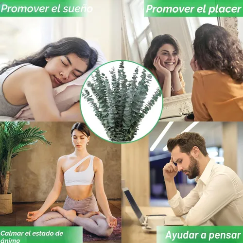 Vista 5 de 10 tallos de eucalipto secos de 17 pulgadas de eucalipto real para colgar en la ducha, 100% hechos de hojas frescas, boda, hogar, granja, decoración
