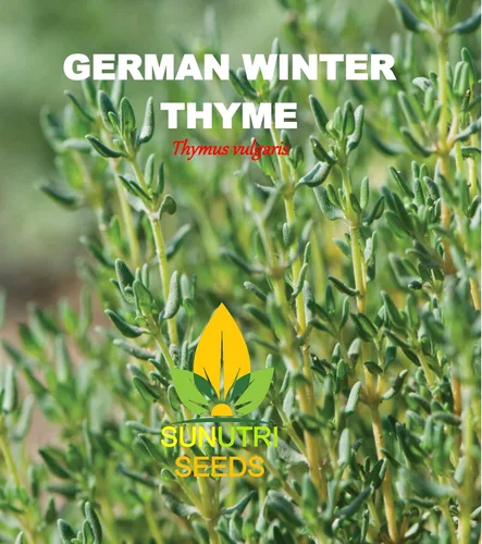 Vista 2 de Semillas de tomillo, más de 250 alemanes de invierno, reliquia, sin OMG, Thymus vulgaris