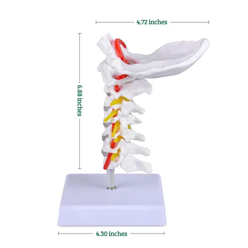 Vista 7 de Modelo de columna cervical con vértebras cervicales, nervios cervicales, arterias vertebrales y placa occipital para educación médica