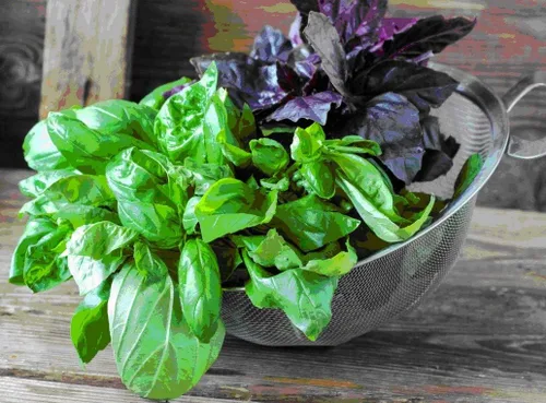 Vista 2 de Más de 700 semillas de albahaca ornamental dulce de interior (genovesa, corsa, limón, lima y otros) - Mezcla de hierbas